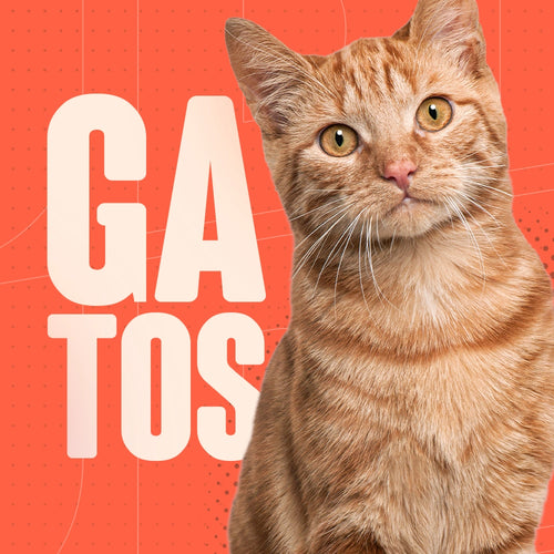 Para gatos